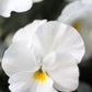 50 WHITE PANSY Clear Crystals Violet Viola Wittrockiana Flower Seeds