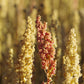 100 Organic PEPPERMINT QUINOA Grain Chenopodium Quinoa White & Green Heads - White Seeds
