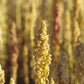 100 Organic PEPPERMINT QUINOA Grain Chenopodium Quinoa White & Green Heads - White Seeds