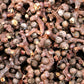 25 JAPANESE RAISIN TREE Edible Fruit Oriental Honey Flowers Hovenia Dulcis Seeds