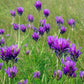 2000 ALFALFA Medicago Sativa Flower Plant Seeds