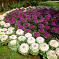 50 MIXED ORNAMENTAL CABBAGE Flowering Cabbage Brassica Oleracea Seeds