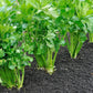 1000 TALL UTAH CELERY Apium Graveolens Dulce Vegetable Seeds