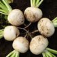 3000 SHOGOIN TURNIP White Japanese Brassica Rapa Root & Greens Vegetable Seeds