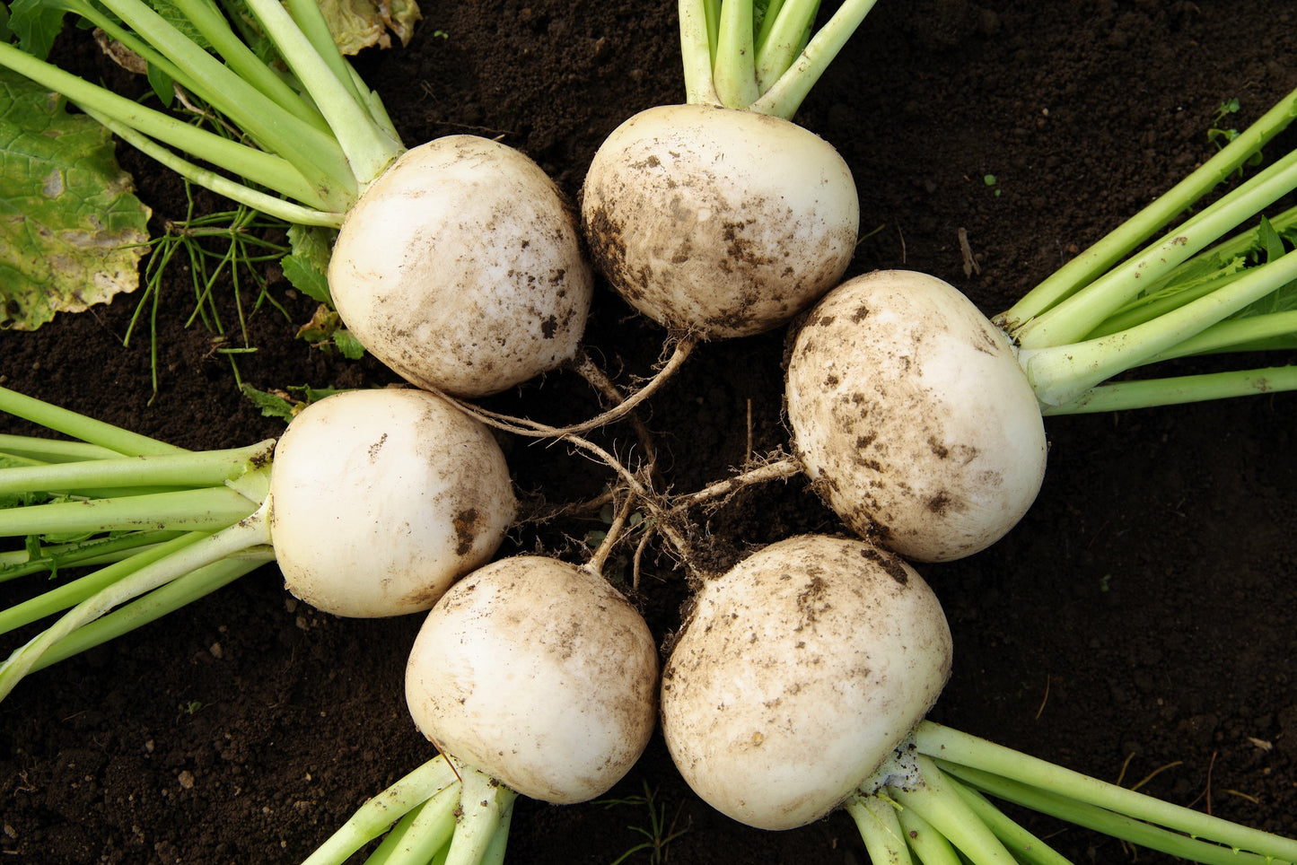 3000 SHOGOIN TURNIP White Japanese Brassica Rapa Root & Greens Vegetable Seeds