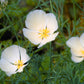 1000 WHITE CALIFORNIA POPPY Eschscholzia Californica Flower Seeds