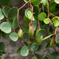 20 CAPER BUSH Edible Capers Flinders Rose Flower Capparis Spinosa Shrub Seeds