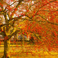 50 WINTERBERRY Holly Ilex Verticillata - Candian Holly  / Fever Bush / Black Alder Tree Shrub Red Berry White Flower Seeds