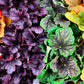 1200 Mixed Colors CORAL BELLS HEUCHERA Shade Flower Seeds