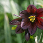 10 CHOCOLATE LILY Black Kamchatka Brown Fritillaria Camschatcensis Flower Seeds