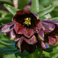 10 CHOCOLATE LILY Black Kamchatka Brown Fritillaria Camschatcensis Flower Seeds