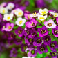100 EASTER BONNET ALYSSUM Lobularia Maritima Bright Violet Purple Flower Seeds