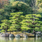 10 Japanese BLACK PINE TREE Evergreen Pinus Thunbergii Seeds
