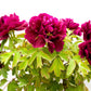 10 TREE PEONY Mountain Paeony Paeonia Suffruticosa Arborea Mixed Colors Red Pink White Purple Yellow Bicolor Flower Shrub Seeds
