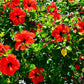 10 Luna RED HARDY HIBISCUS Hibiscus Moscheutos Balhibred Flower Seeds