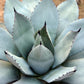 5  ARTICHOKE AGAVE Parry's Huachuca Agave Parryi Huachucensis Century Plant Succulent Cactus Seeds