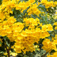 10 TECOMA STANS (Yellow Trumpetbush / Yellow Bells / Yellow Elder / Esperanza) Flower Shrub Bush Seeds