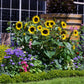 50 HOPI Black Dye SUNFLOWER Helianthus Annuus Flower Seeds