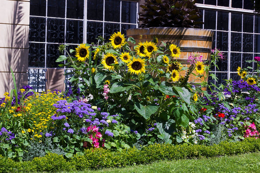 50 HOPI Black Dye SUNFLOWER Helianthus Annuus Flower Seeds
