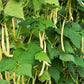 50 Yellow CHEROKEE WAX BEAN Bush AAS Winner Phaseolus Vulgaris Seeds