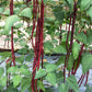 25 RED NOODLE BEAN Yard Long Asparagus Bean Chinese Phaseolus Vulgaris Legume Vegetable Seeds