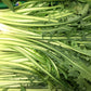 800 EMERALD CATALOGNA ENDIVE Italian Chicory Cichorium Endivia Seeds