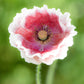 2000 MIXED Colors SHIRLEY POPPY ( aka Corn / Field / Flanders ) Papaver Rhoeas Flower Seeds