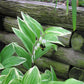 15 Variegated SOLOMONS SEAL Polygonatum Biflorum Canaliculatum Flower Seeds