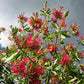 10 PINEAPPLE GUAVA Fruit Acca Guavasteen Brazilian or Fig Guava Feijoa Sellowiana Pink Red Flower Tree Shrub Seeds