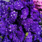 50 Purple STATICE / SEA LAVENDER Limonium Sinuatum Flower Seeds