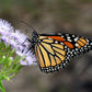 100 PURPLE MISTFLOWER (Hardy or Wild Ageratum) Eupatorium Coelestinum Blue Flower Seeds