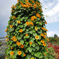 30 BLACK Eyed SUSAN VINE Thunbergia Alata Orange Yellow Black Flower Seeds