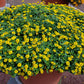 150 YELLOW CREEPING ZINNIA Sanvitalia Procumbens Seeds
