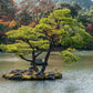 10 Japanese BLACK PINE TREE Evergreen Pinus Thunbergii Seeds