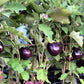 300 FLORIDA MARKET EGGPLANT Purple Aubergine Solanum Melongena Vegetable Seeds
