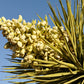 5 JOSHUA TREE Palm Tree Yucca Brevifolia White Flowers Cactus Succulent Seeds