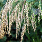 200 PROSO MILLET White Common Panicum Miliaceum Ornamental Grass Vegetable Seeds