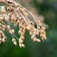 200 PROSO MILLET White Common Panicum Miliaceum Ornamental Grass Vegetable Seeds