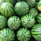 100 CRIMSON SWEET WATERMELON Citrullus lanatus Fruit Melon Seeds