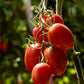 50 Organic AMISH PASTE TOMATO Red Heirloom Roma Type Lycopersicon Fruit Vegetable Seeds