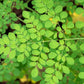 10 Flowering DRUMSTICK TREE Moringa Oleifera Seeds (Miracle Tree / Ben Oil Tree)