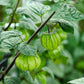 50 PERUVIAN GROUND CHERRY Physalis Peruviana Cape Gooseberry Fruit Veggie Seeds