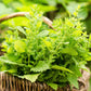 1500 LEMON BALM Melissa Officinalis Lemonbalm Fragrant Herb / Flower Seeds
