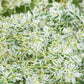20 SNOW On THE MOUNTAIN Euphorbia Marginata Variegated Groundcover Sun or Shade Flower Seeds