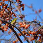 10 ITALIAN PERSIMMON TREE Dateplum Date Plum Fruit Diospyros Lotus Seeds