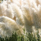 200 WHITE PAMPAS GRASS Cortaderia Selloana Ornamental Flower Seeds