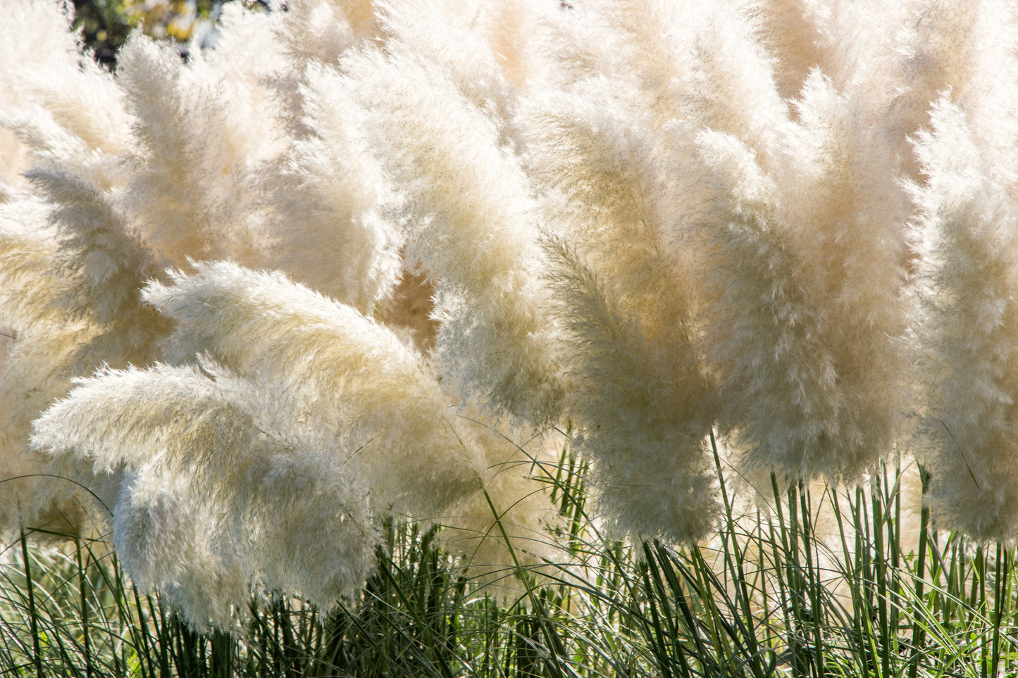 200 WHITE PAMPAS GRASS Cortaderia Selloana Ornamental Flower Seeds