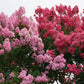 50 MIXED CREPE MYRTLE Lagerstroemia Indica Tree Shrub Crape  6 Color Mix - Red, Purple, Light Pink, Dark Pink, White, & Lilac Flower Seeds