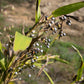 20 JOBS TEARS (Jobi / Coix / Yi Yi Ren / Junos Tears) Coix Lacryma Vegetable Seeds