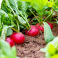 500 SPARKLER WHITE Tip RADISH Sweet European Red Raphanus Sativus Vegetable Seed